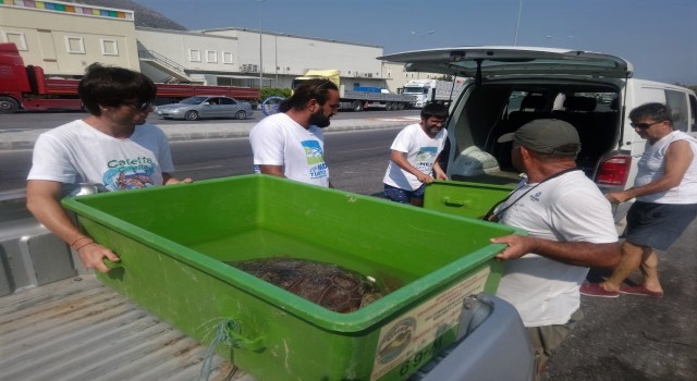 İzmirde yaralanan caretta caretta Aydında tedavi edildi