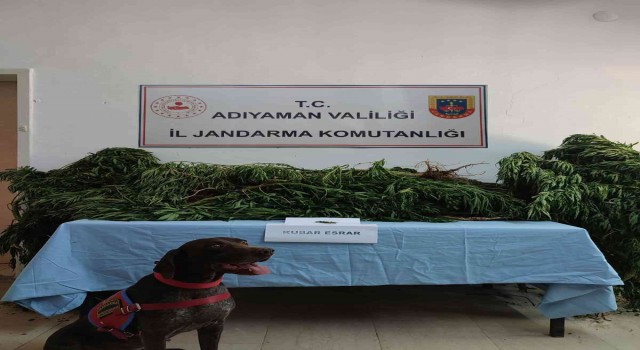 Jandarma kenevir bitkisi ele geçirdi