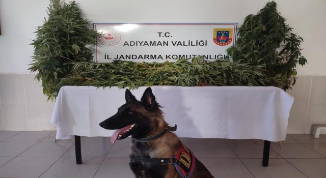 Jandarma uyuşturucuya geçit vermiyor