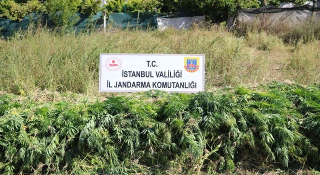 Jandarmadan dron ve uydu destekli kök kenevir operasyonu