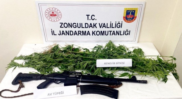 Jandarmadan Kdz. Ereğli ve Kozluda uyuşturucu operasyonu
