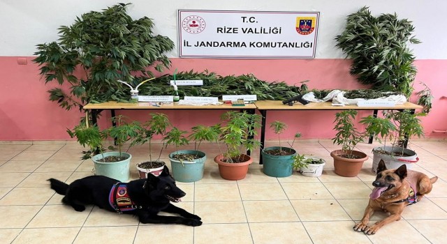 Jandarmadan uyuşturucu operasyonu: 3 gözaltı