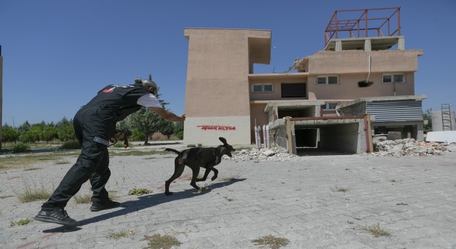 K9 eğitmenleri Mersinde ortak çalışma yaptı