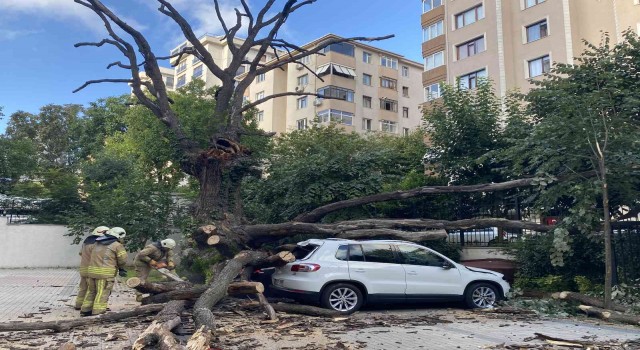 Kadıköyde 150 yıllık meşe ağacı park halindeki 6 aracın üstüne devrildi