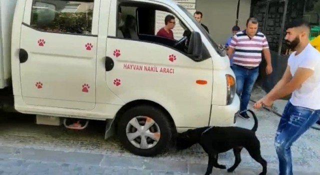 Kadıköyde köpek saldırısı: Köpeğin sahibine para cezası yağdı
