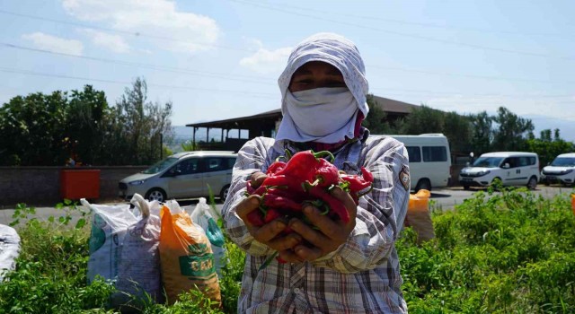 Kahramanmaraşta dağıtılan biberde hasat başladı