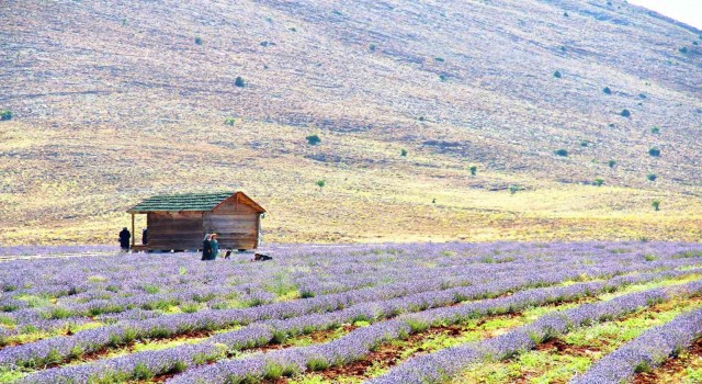 Kahramanmaraşta lavantalar görsel şölen sunuyor