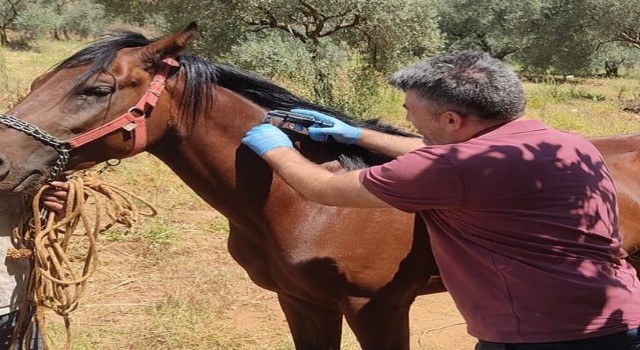 Karacasuda rahvan atları kimliklendirildi