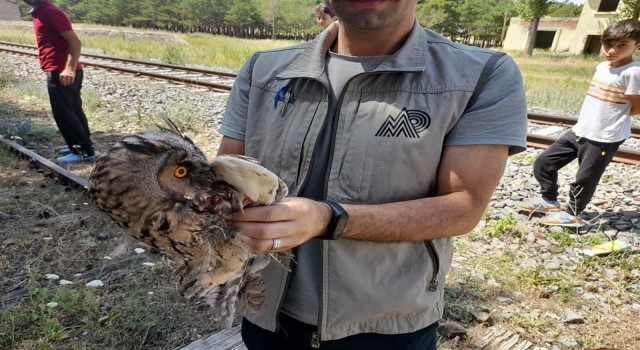 Karsta yaralı Kulaklı Baykuş tedavi altına alındı