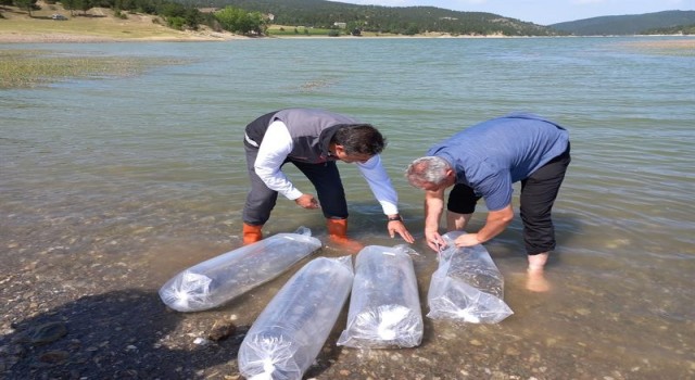 Kastamonuda göletlere 158 bin sazan balığı bırakıldı