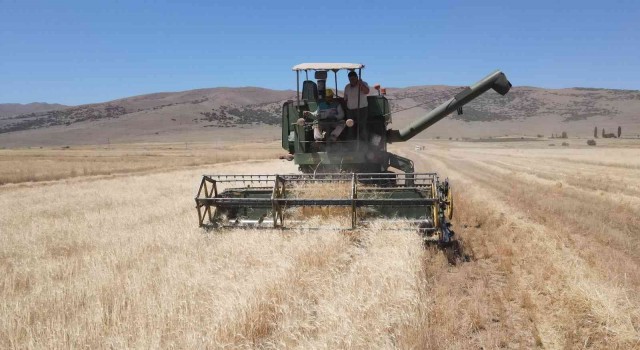 Kayseride ata yadigarı gacerin hasadı başladı