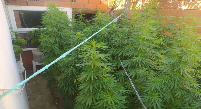 Kenevir bahçesine polis baskını