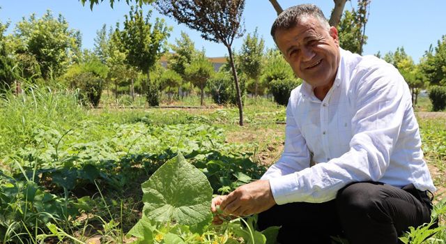 Kent Ormanındaki bitkiler meyve vermeye başladı