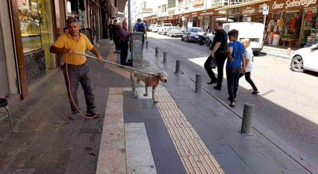 Kiliste başıboş dolaşan Pitbull yakalanarak barınağa götürüldü