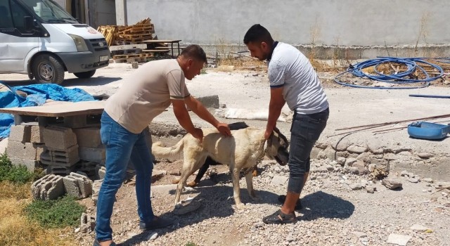 Kiliste evcil hayvanlara mikro çip takılıyor