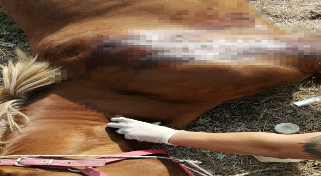 Kırkağaçta fayton atları öldürüldü