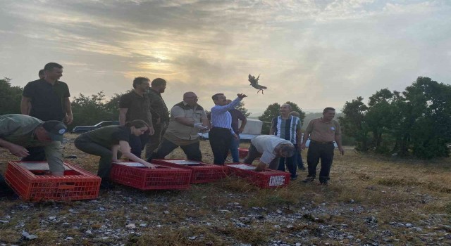 Kırklarelinde 500 adet keklik doğaya salındı