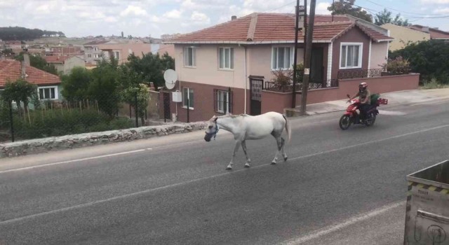 Kırklarelinde başıboş atlar trafiği tehlikeye sokuyor