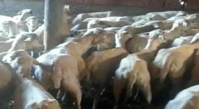 Kırklareline kaçak getirilmiş 88 küçükbaş hayvan yakalandı