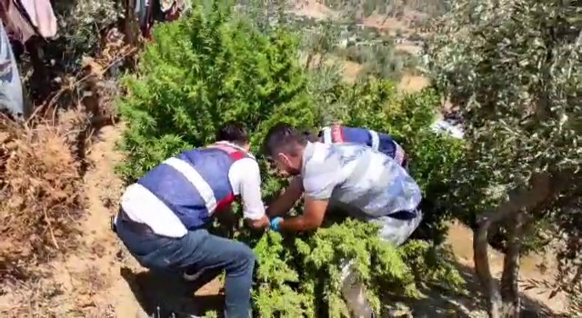 Kızını evlendirmek için kenevir ekmiş