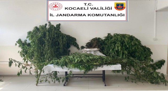 Kocaelide 30 kilo esrar ele geçirildi