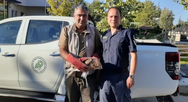 Konyada bitkin vaziyette bulunan kızıl şahin koruma altına alındı