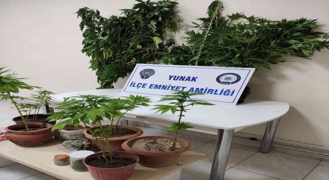 Konyada evde saksıda uyuşturucu yetiştiren şüpheli tutuklandı