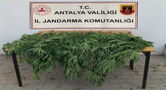 Korkutelide jandarma 30 kök kenevir ele geçirdi