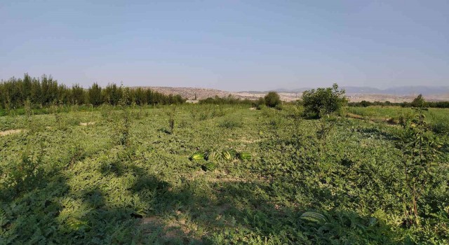 Korkutelide kooperatif karpuz alımına başladı