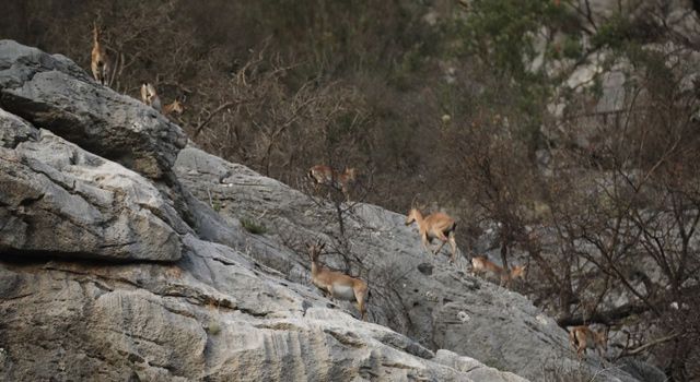 Koruma altındaki yaban keçileri doğal yaşam alanlarında görüntülendi
