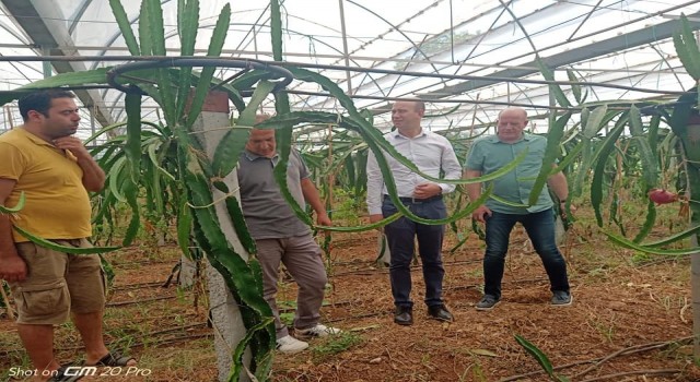 Köyceğizde ilk defa üretilen ejder meyvesi hasat töreni yapıldı