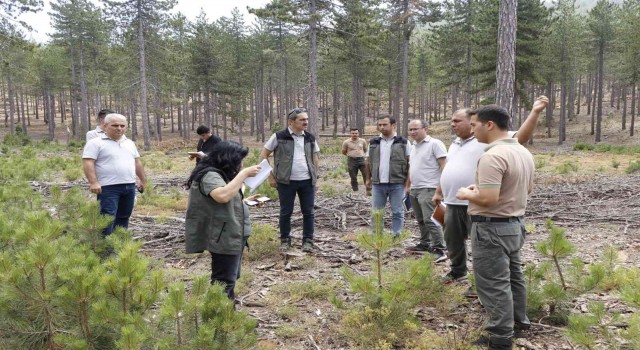 Köyceğizde karaçam gençleştirme sahaları incelendi