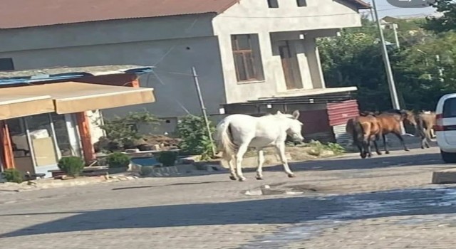 Kulpta başıboş dolaşan atlar ilçe merkezine indi