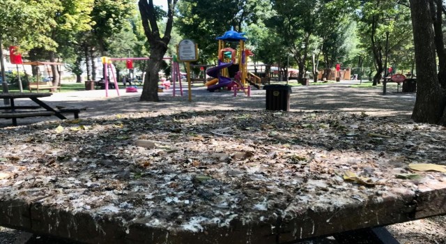Kuş dışkıları bu hale getirdi