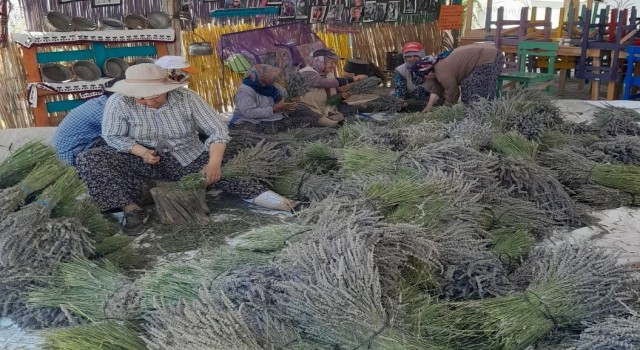 Kuyucak köyünde lavanta hasadı başladı