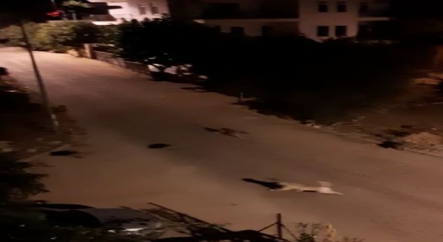 Mahalleye inen domuz sürüsü ile köpeklerin kovalamacası kamerada