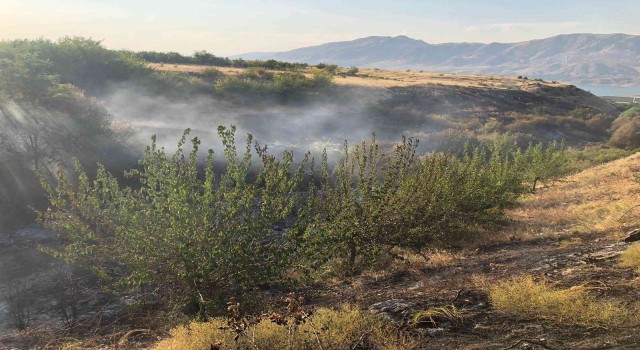 Malatyada anız yangınında kayısı ağaçları zarar gördü