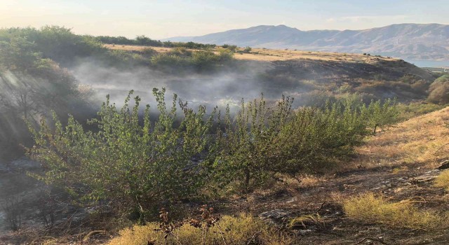 Malatyada anız yangınında kayısı ağaçları zarar gördü