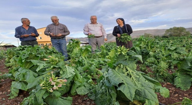 Malatyada dolu yağışı tütünlere zarar verdi