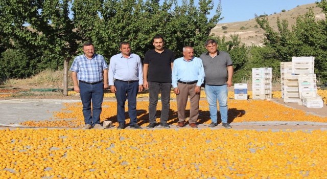 Malatyada kayısı hasat sezonu hızla devam ediyor