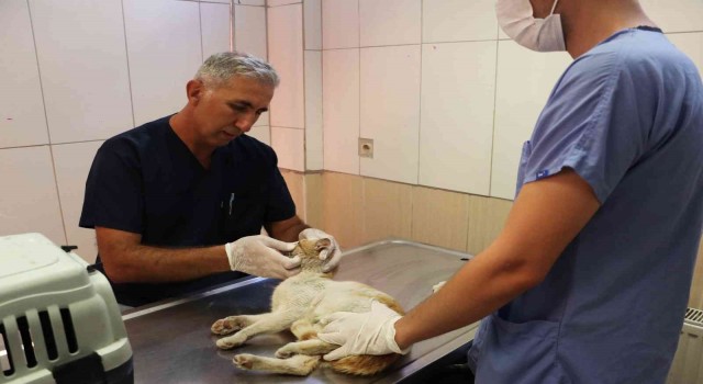 Maltepede altı ayda 8 bin 676 hayvan tedavi edildi