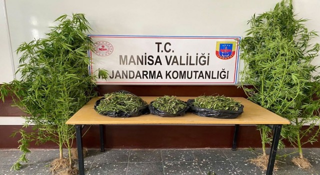 Manisada 1983 kök kenevir bitkisi ele geçirildi