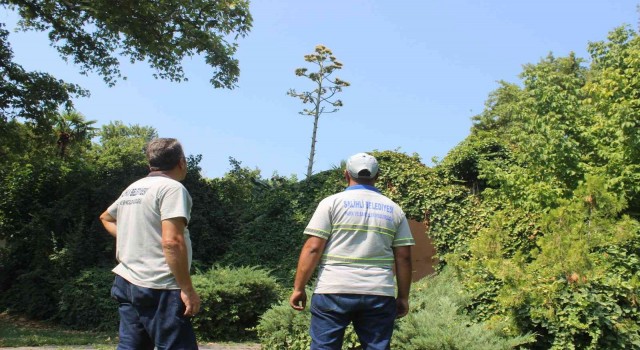Manisada Agave şaşkınlığı