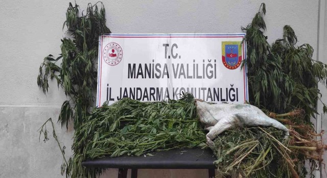 Manisada iki ilçede kenevir operasyonu