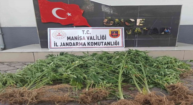 Manisada jandarmadan kenevir operasyonu
