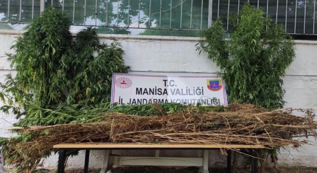Manisada jandarmadan kenevir operasyonu