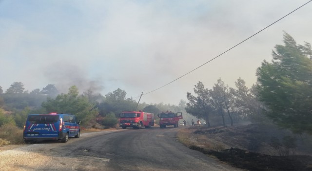 Manisada orman yangını çıktı