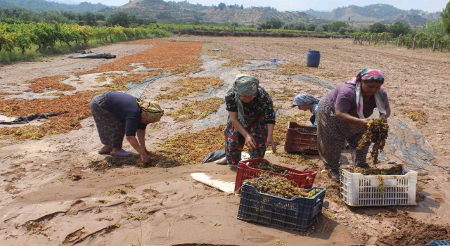 Manisada tonlarca üzümü sel suları götürdü