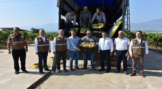 Manisanın çekirdeksiz Sultaniye üzümünün dünya yolculuğu başladı