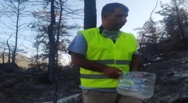 Marmaris ve Datçada yangından etkilenen hayvanlara yem ve su desteği